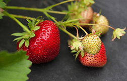 There's more to strawberries than just great taste and a pleasing color. They are also high in a class of health-promoting compounds known as â€œphenolics.â€� 