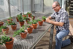 In an ARS greenhouse in Prosser, Washington, plant pathologist Lyndon Porter inspects pea plants for disease symptoms of Pea enation mosaic virus.