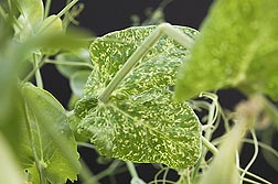 Pea plant with disease symptoms caused by Pea enation mosaic virus.