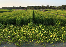 Cultivated rice competing with weedy red rice (the taller plants among the rows) near Stuttgart, Arkansas.