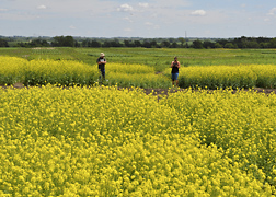 Researchers monitor pollinators in a field of canola. Link to photo information