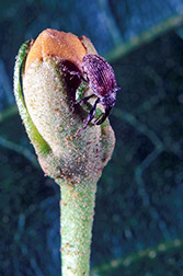 Boll weevil on a cotton bud. Click here for full photo caption.