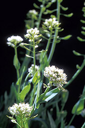 Alpine pennycress. Click here for full photo caption.