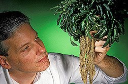 A soil microbiologist examines the dense roots of a metal-scavenging Thlaspi plant. Click here for full photo caption.