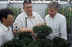 Scientists examine metal-accumulating Thlaspi plants in a growth chamber. Click here for full photo caption.