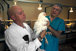 A leghorn chicken is examined for tissue reaction to a new dead-virus Newcastle vaccine. Click here for full photo caption.