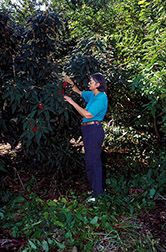 Horticulturist Ruth Dix displays a berry-laden Cree viburnum. Click here for full photo caption.