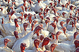 A flock of turkeys. Click here for full photo caption.