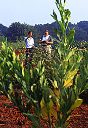 Agronomist Morris (left) and technician Weatherly conduct field observations 