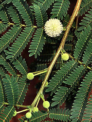 Lead tree, Leucaena leucocephala