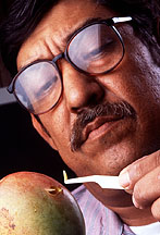 Biological technician artificially infects a mango with a fruit fly larva