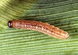 Corn Moth
