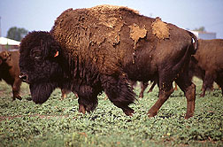 bison in brucellosis test