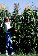 Scientists examine corn ear for silk damage