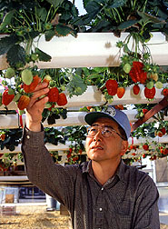 Horticultrist Fumiomi Takeda checks hydroponic strawberries.