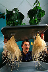Plant physiologist examines roots of hydroponically grown green bean plants. 