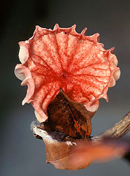 Inch-wide Crinipellis perniciosa mushroom.