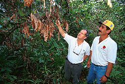 A local farmer assesses damage from a large, dry witches'-broom growth in a cacao tree.