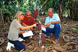 Scientists examine healthy pods on cacao cultivars resistant to witches'-broom disease.