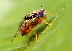 Mediterranean fruit fly. Click here for full caption.