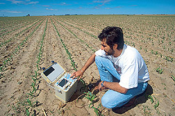 A graduate student monitors soil water content with a time- domain reflectometry probe. Click here for full photo caption.