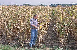 Soil scientist evaluates a potential corn harvest: Click here for full photo caption.