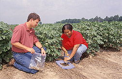 Biologist and technician measure residues from a rye cover crop: Click here for full photo caption.