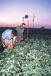 Soil scientist assists researcher as he uses a portable photosynthesis analyzer on soybean plants: Click here for full photo caption.