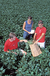 Students harvest aboveground growth of soybean plants: Click here for full photo caption.