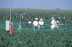 Scientists measure effects of elevated ozone on soybean: Click here for full photo caption.