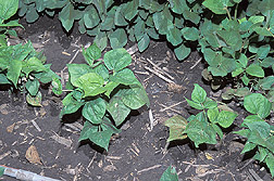 Sensitive snap bean plants: Click here for full photo caption.
