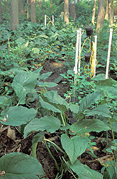 Piezometers with gauges and skunk cabbage: Click here for full photo caption.