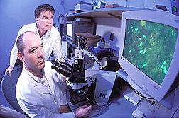 Microbiologist and immunologist use ultraviolet microscopy to examine cell monolayers: Click here for full photo caption.