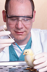 Microbiologist administers vaccine to a baby chick: Click here for full photo caption.