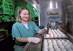 Technician examines chicken embryos: Click here for full photo caption.
