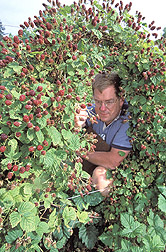 Geneticist identifies best-performing plants and evaluates berry appearance: Click here for full photo caption.