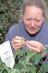 Technician removes male flower parts from blackberry buds: Click here for full photo caption.