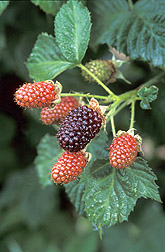 Fresh berries: Click here for full photo caption.