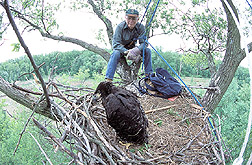 Biologist pauses on the edge of a bald eagle's nest: Click here for full photo caption.