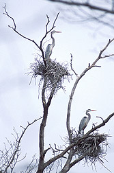 Herons on the BARC farm: Click here for full photo caption.