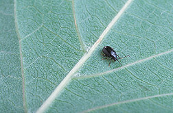 Flea beetle: Click here for full photo caption.