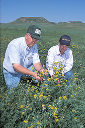 Soil scientist and rancher examine falcata alfalfa: Click here for full photo caption.