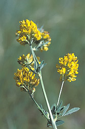 Close-up of the flower of falcate alfalfa: Click here for photo caption.