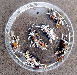 Melanoplus grasshoppers killed by fungus: Click here for full photo caption.