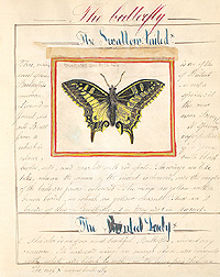 Sketch drawn by entomologist Charles Valentine Riley: Click here for photo caption.