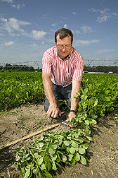 Agronomist collects peanut plants for crop biomass determinations: Click here for full photo caption.