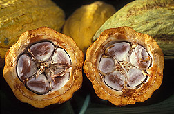 Cross-section of a healthy cacao pod: Click here for photo caption.