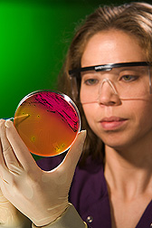 Technician selects a well-isolated Salmonella colony from an agar plate for further characterization: Click here for full photo caption.