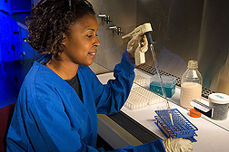 Technician prepares bacterial cultures in a skim milk-based broth: Click here for full photo caption.