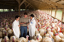 Molecular microbiologists discuss modern turkey-production practices with farm co-owner: Click here for full photo caption.